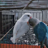 کوتوله برزیلی|پرنده|فسا, |دیوار