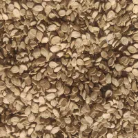 فروش تخمه ی هندوانه پر مغز
