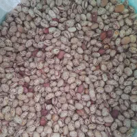 لوبیا چیتی درشت و تمیز فریدونشهر|خوردنی و آشامیدنی|فولادشهر, مسکن مهر فولادشهر|دیوار