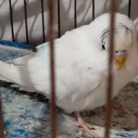 1 عدد مرغ عشق