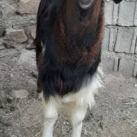 کهرهنربندیچاقکیلوی۳۳۰|حیوانات مزرعه|بوشکان, |دیوار