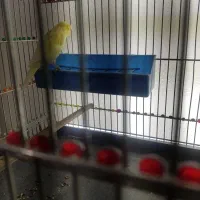 قناری ماده کاکولی|پرنده|شاهینشهر, شهرک ردانی پور|دیوار