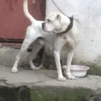 نگهبان|سگ|لنگرود, |دیوار