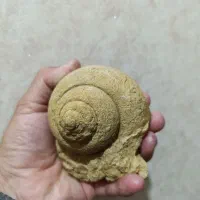 فروش فسیل حلزون گاستروپود با قدمت صد میلیون ساله