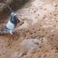 پلاکی|پرنده|آبدانان, |دیوار