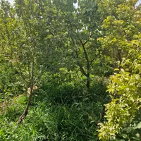 فروش باغ مشکات