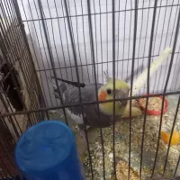 عروس هلندی وگرینچیک