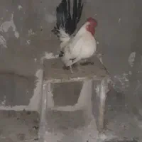 خروس چینی