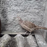 مرغ|حیوانات مزرعه|رشت, جماران|دیوار