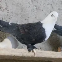 کفتر