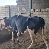 شنگل ۶ ماه ابستن