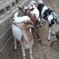 کهره گیسه داشتی آبستن