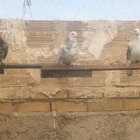 حیون غریب گیری|پرنده|پاکدشت, حصار امیر|دیوار