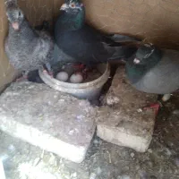 کبوتر ابلغ/مگس