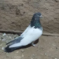 فروشی