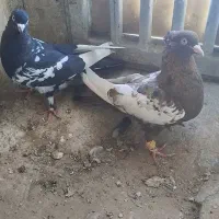 کفتر