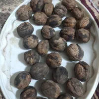 گردو