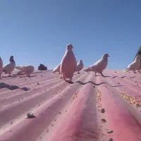 فروش کفتر طوقی وسرخ