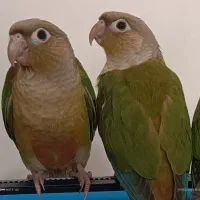 گرینچیک