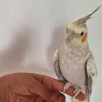 عروس هلندی