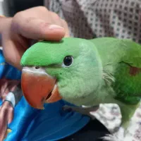 شاه طوطی جوجه ۱۴۵ روزه