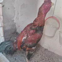 خروس لاری درجه یک