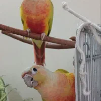 گرینچیک