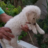فروش