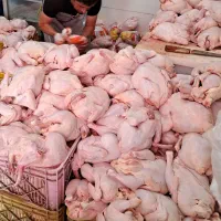 کارگر نیمه ماهر جهت کار در مرغ فروشی نیازمندیم