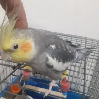 عروس هلندی با قفس و لوازم