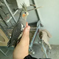 عروس هلندی نرم خور|پرنده|قدس, شهر‌قدس|دیوار