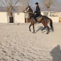 دوعدد نریان تروبرد|اسب و تجهیزات اسبسواری|خاوران, |دیوار