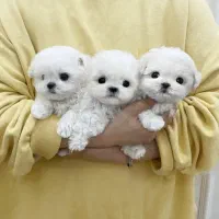 سگ پودل فنجونی نروماده2ماه 3900بی واسطه|سگ|تهران, تهرانسر مرکزی|دیوار