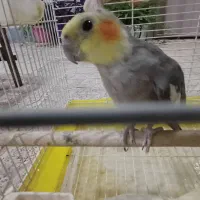 عروس هلندی نر و ماده سر حال