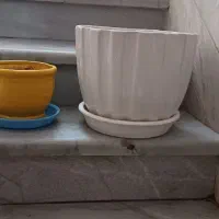 درحدنو