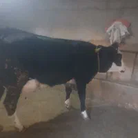 گاو|حیوانات مزرعه|تاکستان, |دیوار