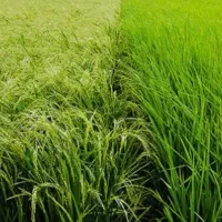 کاه پیچ سبز تازه امسال|حیوانات مزرعه|درودزن, |دیوار