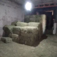 یونجه همدان