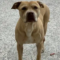 واگذاری سگ پیتبول