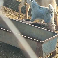 بز و بزغاله سالم و سرحال