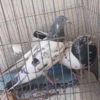 دوجفت پاکستانی عطیقه|پرنده|سراوان, |دیوار