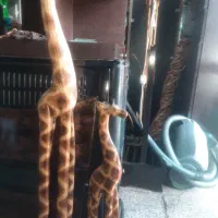 مجسمه زرافه چوبی|صنایع دستی و سایر لوازم تزئینی|بروجرد, |دیوار