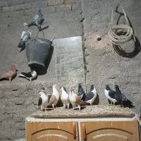 کبوتر|پرنده|تربتحیدریه, پائین ولایت|دیوار