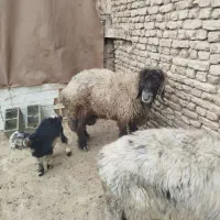 یک دونه میش ترکی اصل گله امیر قربانی