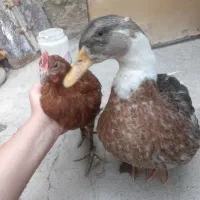 یک عدد جوجه واردک