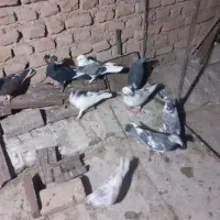 کبوتر کفتر|پرنده|قم, باغ شریفی|دیوار