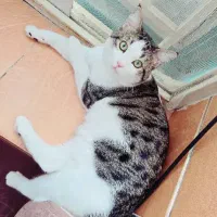 گربه|گربه|کرمان, |دیوار