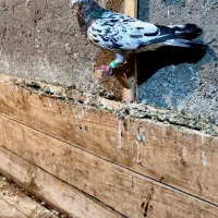 کفتر سار نر