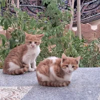 واگذاری گربه