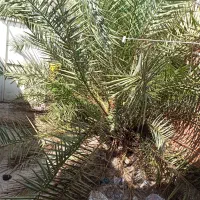 درخت نخل